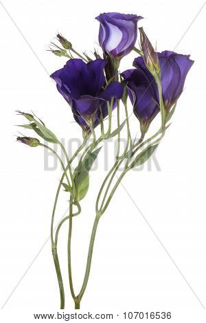 Eustoma