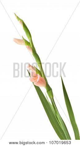 Gladiolus Isolated