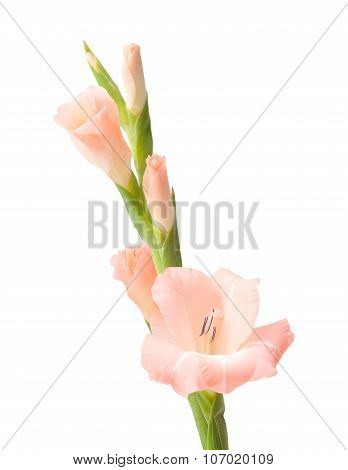 Gladiolus Isolated