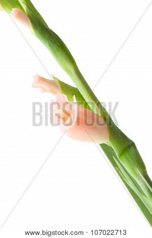 Gladiolus Isolated