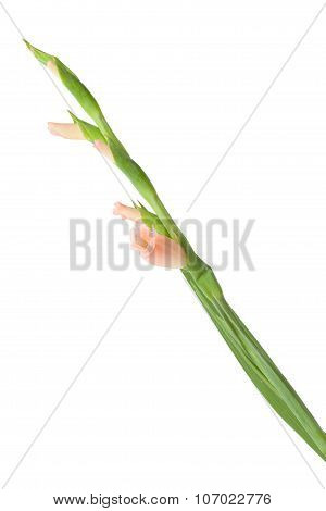 Gladiolus Isolated