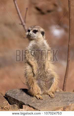 Female Of Meerkat Or Suricate