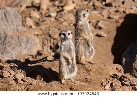Meerkat Or Suricate