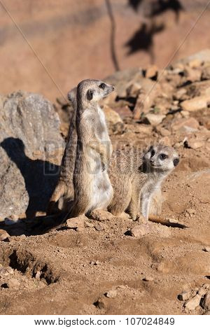 Meerkat Or Suricate