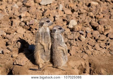 Meerkat Or Suricate