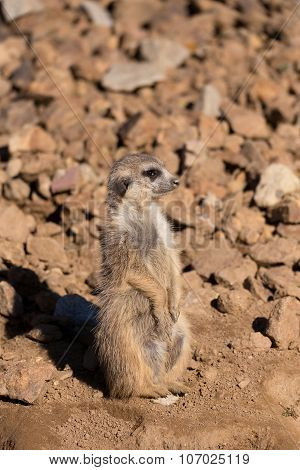 Female Of Meerkat Or Suricate