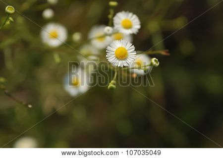 Daisy field