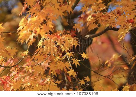 Autumn Leaves Of Adashino Nenbutsu-ji