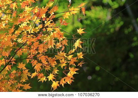 Autumn Leaves Of Adashino Nenbutsu-ji
