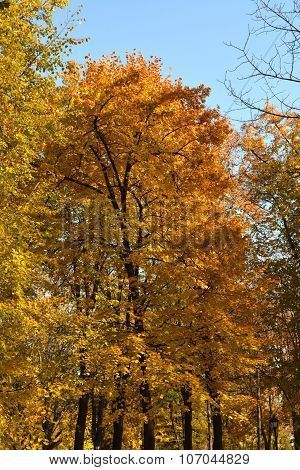 Autumn