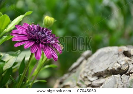 Purple Flower In The Garden