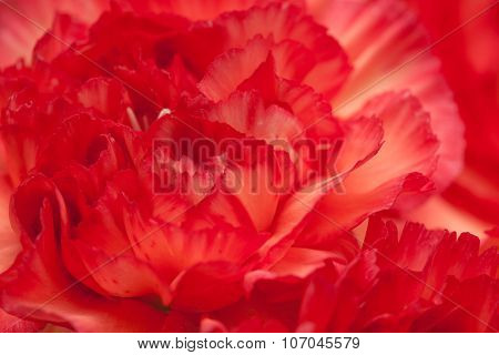 Variegated Carnation