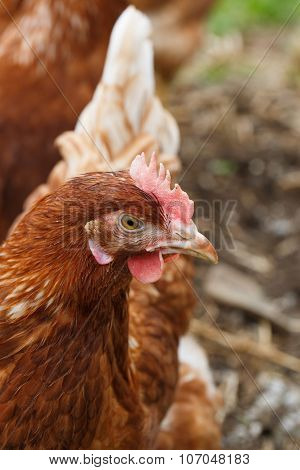 Free-range Hens (chicken) On An Organic Farm
