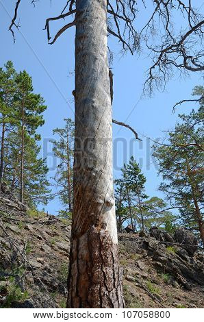 Trunk Of Dry Larch, Overwound By The Wind. Siberia