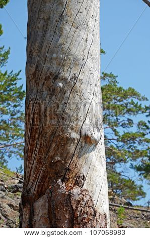 Trunk Of Dry Larch, Overwound By The Wind. Siberia