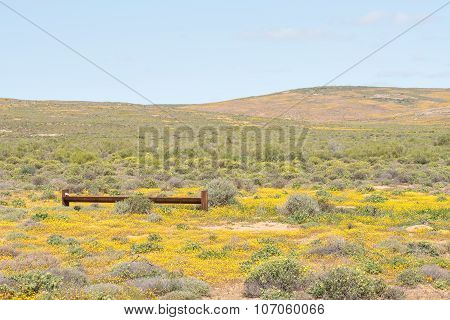 Water Trough Between Yellow Flowers