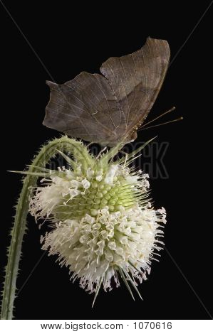 Pytanie Marka motyl
