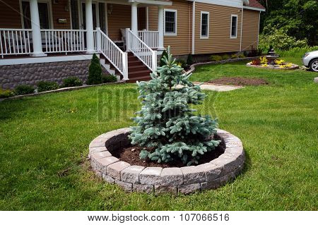 Blue Spruce Tree