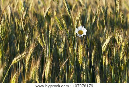 flowers in the field