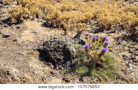 Prickly Filetovy Flower In The Droughty Desert District Near Dry Plants