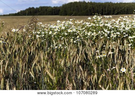 flowers in the field