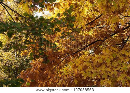 Tree In Autumn