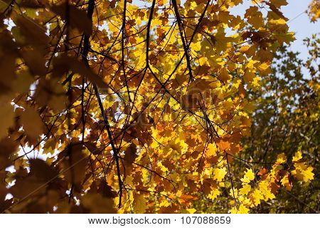 Tree In Autumn