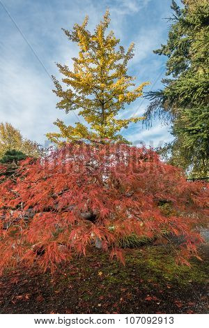 Seatac Trees 3