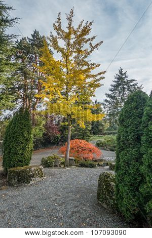 Seatac Trees