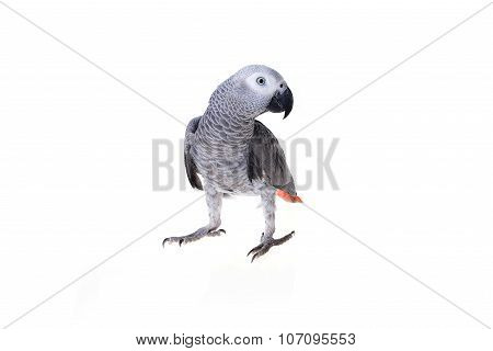 African Gray Parrot