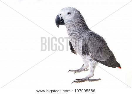 African Gray Parrot