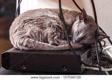 Animals At Home. Egyptian Mau Cat Sleeping