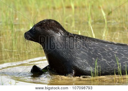 VALAAM ISLAND, RUSSIA - JULY 29, 2015: Ladoga ringed seal released into the lake Ladoga after rehabilitation. Animal was cured in the Center of study and conservation of marine mammals