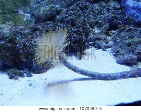 Star Horseshoe Worm