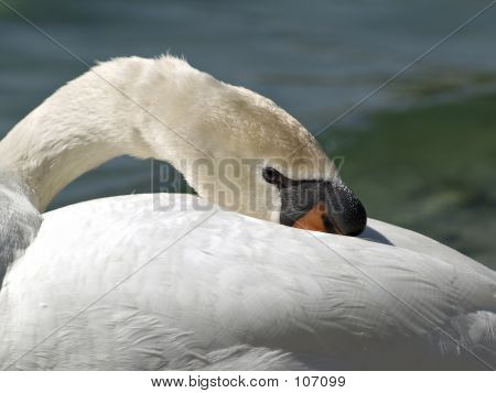 Swan
