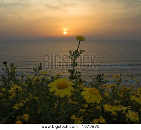Kamille blomster og havet solnedgang Ii