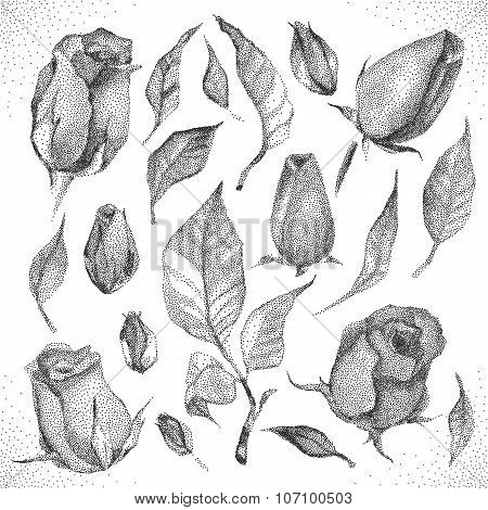 Roses Botanical set.