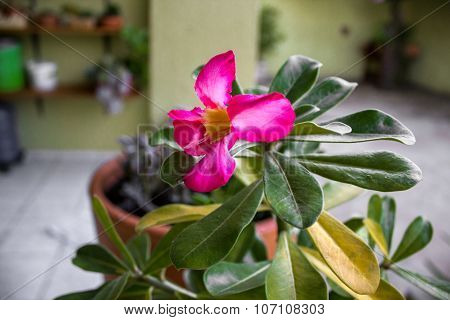 Flower in Focus