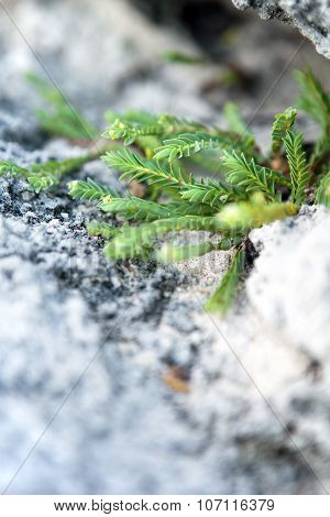 Tropical Green Bermuda Plant