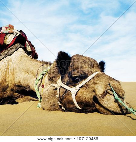 Cutest Camel Resting in the Desert Animal Concept