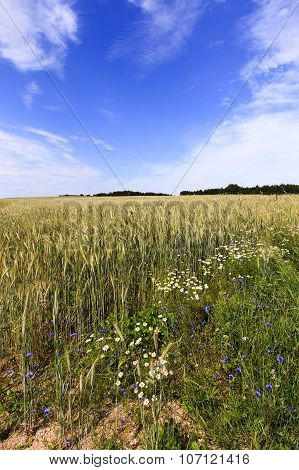 flowers in the field