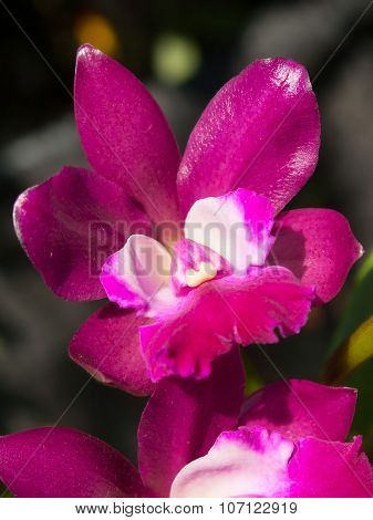 Thwaitesara Phinyophan Boy