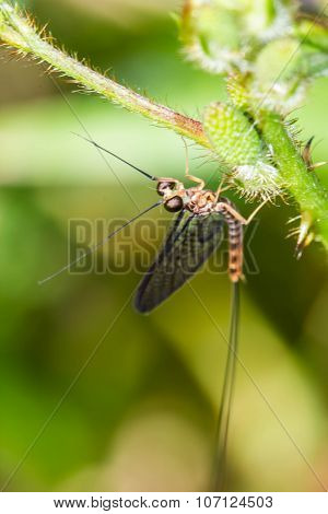 Orange Insect On Green Leaf