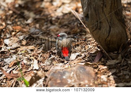 Red-browed Firetail Finch, Australia.