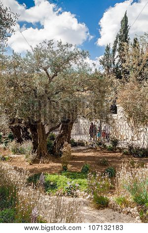 Old olive trees in the garden of Gethsemane