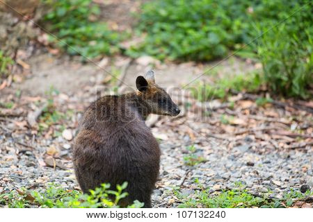 Swamp Wallaby (wallabia Bicolor), Also Known As The Black Wallaby. Wildlife Animal.