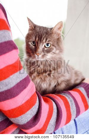 Woman in colourful pullover holds in hands beautiful grey cat near window