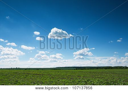 Fresh Green Grass And Fluffy Clouds Over The Field