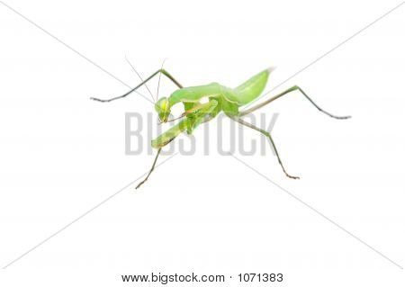 Insekt Mantis auf weißem Grund