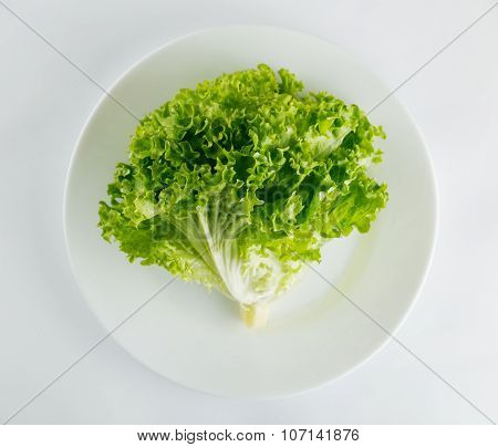 Fresh Lettuce In Plate Isolated On White Background